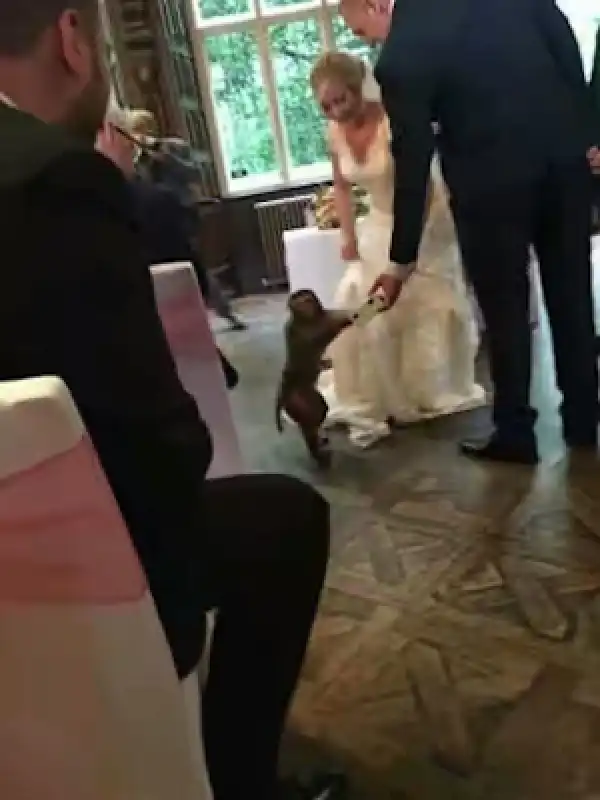 Photos: Bride shocked to see monkey ring bearer at her wedding
